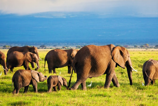 a heard of elephants at tsavo
