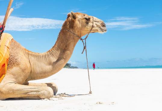 camel ride diani beach