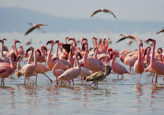flamingoes at lake nakuru