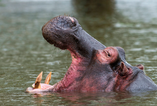 lake nakuru national park