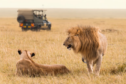 tourist enjoying a pride of lions ß mating