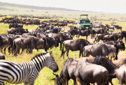 tourist-enjoying-wildbeast-migration-at-maasai-mara