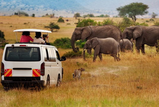 tourist having a close encounter with wildlife at amboseli national park