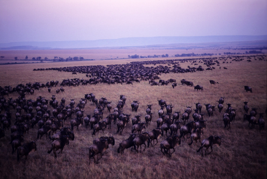 wildbeast migration